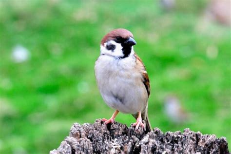 麻雀很多|【麻雀祕密】麻雀真的變少了？「害鳥」其實是誤會？成群結隊卻。